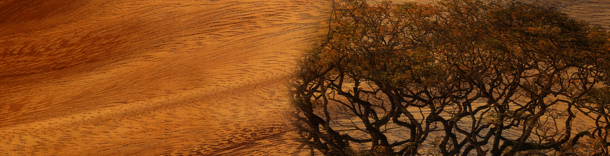 Suar Wood – Artemano